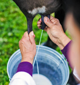 La composition du lait de chèvre