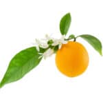 Rameau de petitgrain bigaradier avec feuilles, fleurs et fruit orange