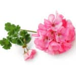 Huile essentielle de Géranium Rosat Bio