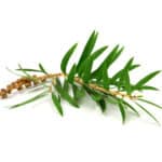 huile essentielle teatree Bio