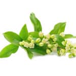 huile essentielle de verveine exotique
