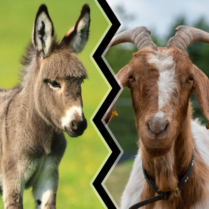 Comparaison entre le lait d'ânesse et le lait de chèvre