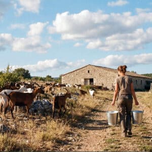 Éleveuse transportant des seaux de lait de chèvre près d’un troupeau en Ardèche