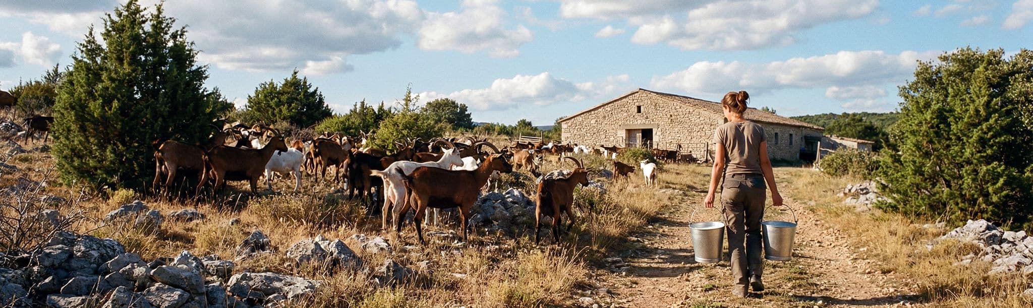 Éleveuse conduisant un troupeau de chèvres en Ardèche illustrant l’origine du lait de chèvre utilisé en cosmétique naturelle